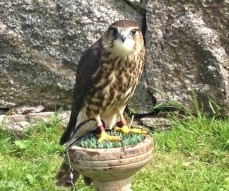 Falconry