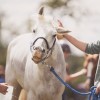 Thetford Forest Endurance