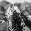 Windows Horse Show Endurance