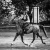 Windows Horse Show Endurance