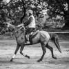 Windows Horse Show Endurance