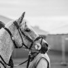 Windows Horse Show Endurance