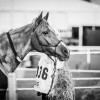 Windows Horse Show Endurance