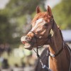 Windows Horse Show Endurance