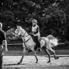 Windows Horse Show Endurance