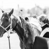 Windows Horse Show Endurance