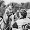 Windows Horse Show Endurance