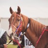 Windows Horse Show Endurance