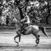 Windows Horse Show Endurance