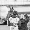 Windows Horse Show Endurance