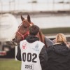 Windows Horse Show Endurance