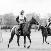 Windows Horse Show Endurance