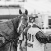 Windows Horse Show Endurance