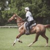 Windows Horse Show Endurance