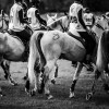 Windows Horse Show Endurance