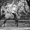 Windows Horse Show Endurance