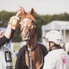 Windows Horse Show Endurance