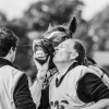 Windows Horse Show Endurance