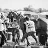 Windows Horse Show Endurance