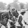 Windows Horse Show Endurance