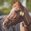 Windows Horse Show Endurance