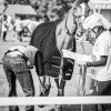 Windows Horse Show Endurance