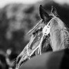 Windows Horse Show Endurance