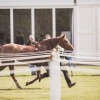 Windows Horse Show Endurance