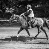 Windows Horse Show Endurance