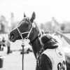 Windows Horse Show Endurance