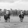 Windows Horse Show Endurance