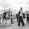 Windows Horse Show Endurance