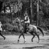 Windows Horse Show Endurance