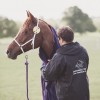 Windows Horse Show Endurance