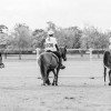 Windows Horse Show Endurance