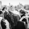 Windows Horse Show Endurance