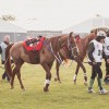 Windows Horse Show Endurance