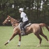 Windows Horse Show Endurance