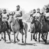 Windows Horse Show Endurance