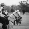 Windows Horse Show Endurance