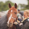 Windows Horse Show Endurance