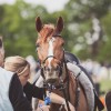 Windows Horse Show Endurance