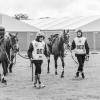 Windows Horse Show Endurance