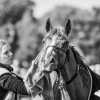 Windows Horse Show Endurance