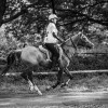 Windows Horse Show Endurance