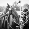 Windows Horse Show Endurance