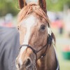 Windows Horse Show Endurance