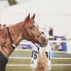 Windows Horse Show Endurance