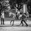 Windows Horse Show Endurance