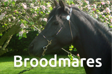 Broodmares section